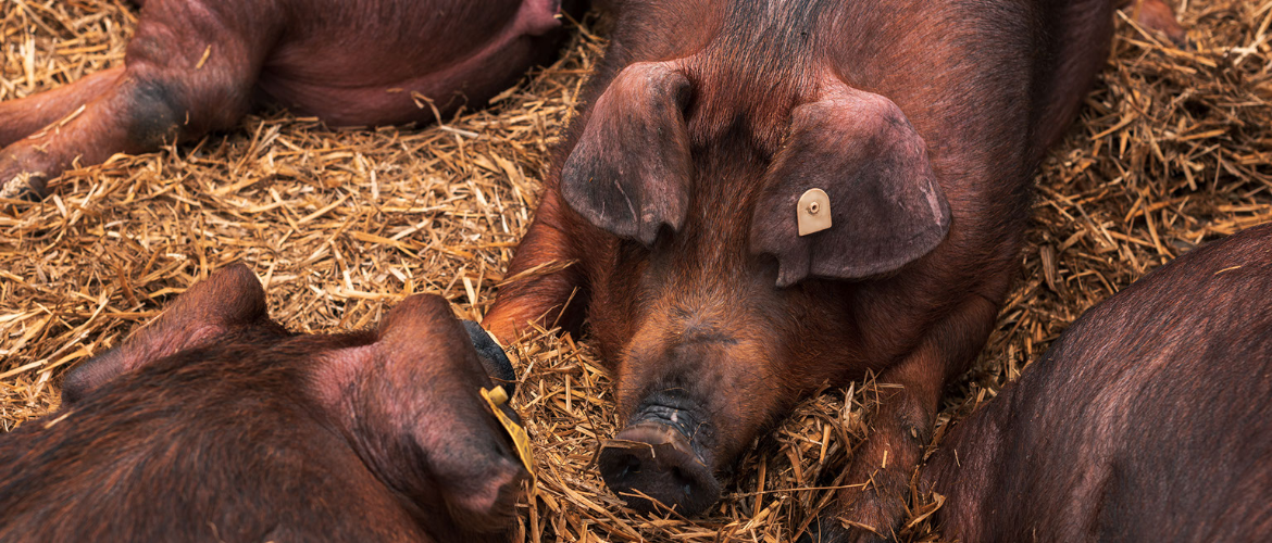 Duroc Strohschwein